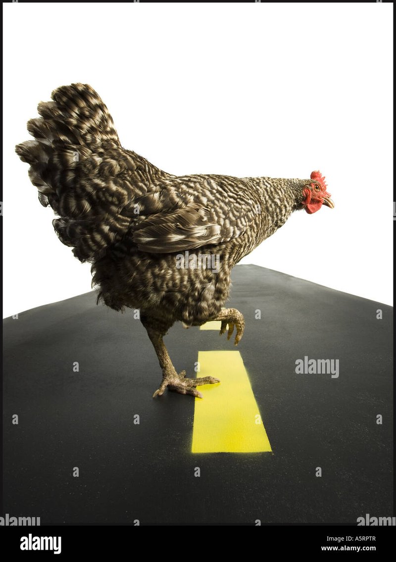 A look at chicken road online A look at chicken road online